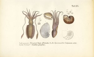  tekijältä J. W. Tenhaeff