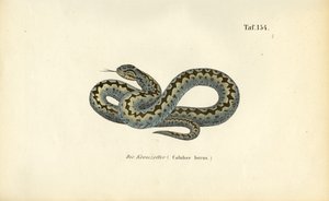 Yleinen eurooppalainen lisäkerroin tekijältä J. W. Tenhaeff