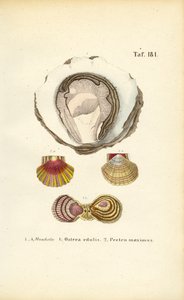 Syötävät osterit ja kampasimpukat tekijältä J. W. Tenhaeff