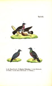 Eurooppalaiset villikyyhkyt tekijältä J. W. Tenhaeff