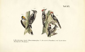 Eurooppalaiset tikkalajit tekijältä J. W. Tenhaeff