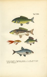 Karppisuvun makean veden kalat tekijältä J. W. Tenhaeff