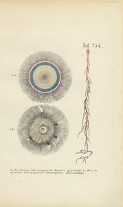 Giant Blue Button ja Red Root Meduusa tekijältä J. W. Tenhaeff