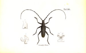  tekijältä J. W. Tenhaeff