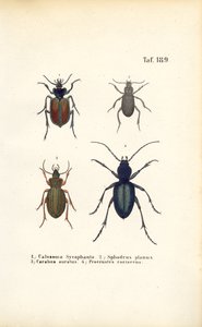 Carabidae- ja Platyninae-sukujen kovakuoriaiset. tekijältä J. W. Tenhaeff