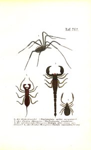 Harvestman ja skorpionit tekijältä J. W. Tenhaeff