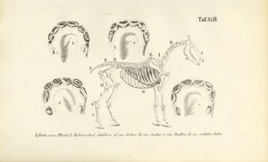 Hevosen anatomia: luuston ja hampaiden kehitys tekijältä J. W. Tenhaeff
