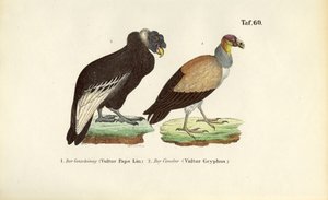 Kuningaskotka ja Andien kondori tekijältä J. W. Tenhaeff