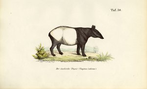 Malaijin tapiiri tekijältä J. W. Tenhaeff