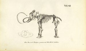 Mammutin luuranko tekijältä J. W. Tenhaeff