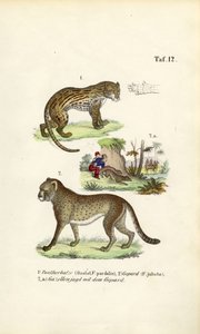 Ocelot, gepardi ja gepardin metsästys tekijältä J. W. Tenhaeff