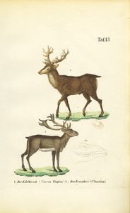 Punahirvi ja poro tekijältä J. W. Tenhaeff