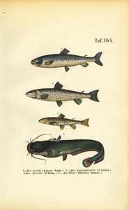 Lohi, taimen ja monni tekijältä J. W. Tenhaeff