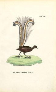 Erinomainen Lyrebird tekijältä J. W. Tenhaeff