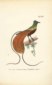 Punainen paratiisilintu tekijältä J. W. Tenhaeff