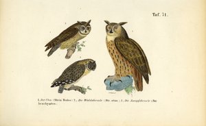 Kolme pöllölajia, joilla on korvatupsut tekijältä J. W. Tenhaeff