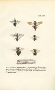Erilaiset Keski-Euroopan luonnonvaraiset mehiläislajit tekijältä J. W. Tenhaeff