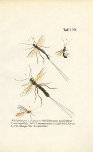 Erilaiset ichneumon-ampiaislajit tekijältä J. W. Tenhaeff