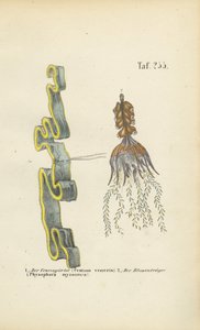 Venus Girdle ja Bladderwort tekijältä J. W. Tenhaeff