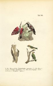 Seinähyypiö, puuhyypiö ja palokärki. tekijältä J. W. Tenhaeff