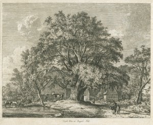Blithfield - Wych Elm: etsaus, 1825 tekijältä Jacob George Strutt
