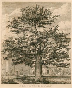 Cedar Palace Gardenissa Enfieldissä, Middlesexissä tekijältä Jacob George Strutt