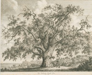 Tutbury - "Wych Elm": etsaus, nd [c 1820] tekijältä Jacob George Strutt