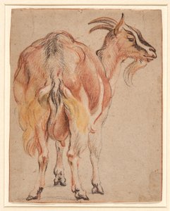 Vuohi, n. 1657 (liitu ja pesu, korotettu valkoisella) tekijältä Jacob Jordaens