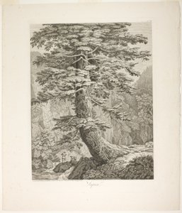 Kuusi