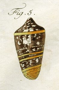 Kuva Conus Ammiralisista (alalaji Summus), 1790 (käsinvärinen kaiverrus)