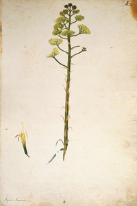 Jacopo Ligozzin vuosisadan kasvin kukka (Agave americana).