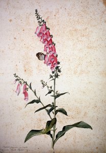 Herbaario: Digitalis purpurea ja Papilio paphia