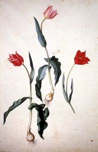 Herbaario: Tolipa Gesaeriana