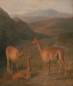 Vicunas tekijältä Jacques-Laurent Agasse