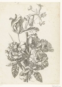 Kukkakimppu pioneja, tulppaania ja brodiaeaa Diverse Fleurs mises en Boucquets (sarjan nimi) tekijältä Jacques Bailly (I)