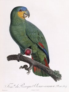 Douro-Couraou-papukaijan naaras