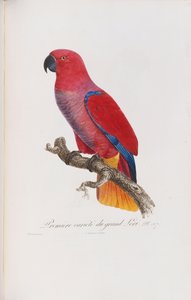 Premiere variete du Grand Lori, kaiverrus Langlois, n. 1801-05
