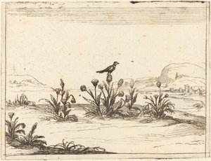 Lintu istui ohdakkeessa tekijältä Jacques Callot