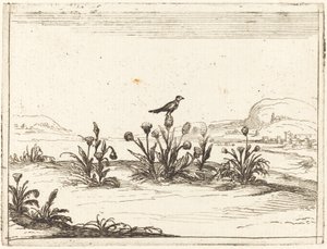 Lintu kyydissä ohdakkeen päällä tekijältä Jacques Callot