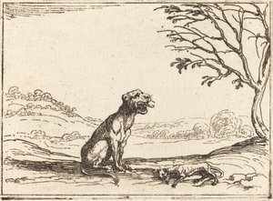 Lioness suree poikaansa. tekijältä Jacques Callot