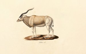 Addax Antilooppi tekijältä Jacques Christophe Werner