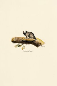 Aikuinen uros Marmoset tekijältä Jacques Christophe Werner