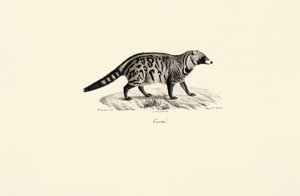Afrikkalainen civet (Civettictis civetta) tekijältä Jacques Christophe Werner