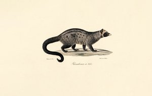 Afrikkalainen civet tekijältä Jacques Christophe Werner