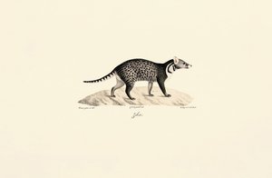Afrikkalainen civet tekijältä Jacques Christophe Werner