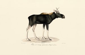 Amerikanhirvi (Alces americanus) tekijältä Jacques Christophe Werner