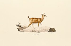  tekijältä Jacques Christophe Werner