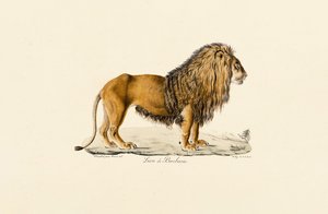 Barbary Lion profiilissa tekijältä Jacques Christophe Werner