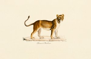 Barbary Lioness in Profile tekijältä Jacques Christophe Werner