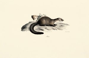 Beech Marten tekijältä Jacques Christophe Werner
